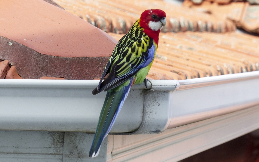 Co dělat, když vám uletí papoušek_foto4